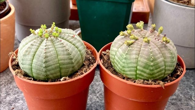 Молочай тучный (Euphorbia obesa) – суккулент, будто созданный по законам геометрии.