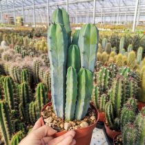 Миртиллокактус геометрический (Myrtillocactus geometrizans) — один из самых элегантных кактусов.