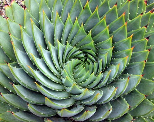 Алоэ многолистное (Aloe polyphylla) — один из самых необычных представителей суккулентных растений.