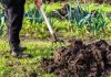 Грядка истощилась после урожая? Как восстановить почву без химии.