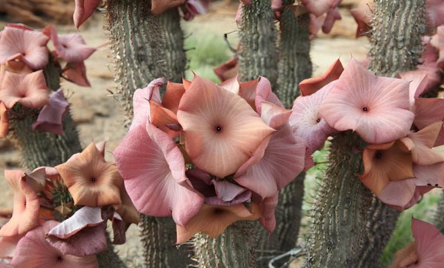 Худия Гордона (Hoodia gordonii) характеризуются крепкими прямыми стеблями, обладающими мясистой и довольно плотной структурой. Худия Гордона (Hoodia gordonii) характеризуются крепкими прямыми стеблями, обладающими мясистой и довольно плотной структурой.