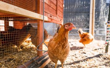 Из чего лучше сделать пол в курятнике?