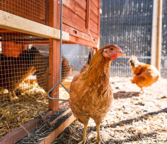 Из чего лучше сделать пол в курятнике?