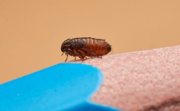 Как избавиться от блох в доме и предотвратить укусы?
