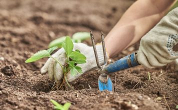 Как пересадить клубнику осенью без ошибок — руководство от А до Я