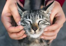 Как сделать кошку счастливой? Советы ответственному хозяину.