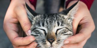 Как сделать кошку счастливой? Советы ответственному хозяину.