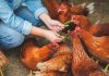 Как сэкономить на кормах для кур?