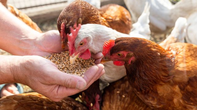 Пытаясь удешевить рацион, вы не должны обделять кур основным компонентом меню - качественными зерновыми кормами. Пытаясь удешевить рацион, вы не должны обделять кур основным компонентом меню - качественными зерновыми кормами.