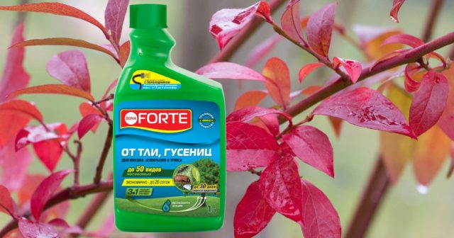 Можно использовать средство Bona Forte от тли, гусениц и других насекомых на основе лямбда-цигалотрина, оно эффективно уничтожает всех распространённых вредителей голубики – пядениц, листовёрток, почковых и паутинных клещей, щитовок.