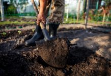 Как восстановить почву в саду и огороде к новому сезону?