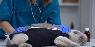 Кастрация или стерилизация: нужна ли операция вашему питомцу?