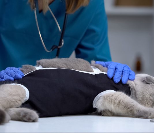 Кастрация или стерилизация: нужна ли операция вашему питомцу?