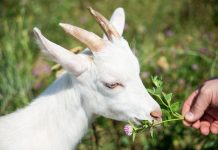Клевер в кормлении животных: всё о его пользе и смертельной опасности.