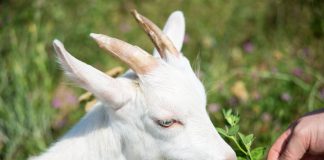 Клевер в кормлении животных: всё о его пользе и смертельной опасности.