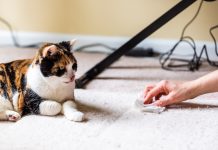 Почему кошку рвёт шерстью и что с этим делать?
