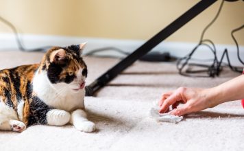 Почему кошку рвёт шерстью и что с этим делать?