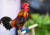 Почему петух громко кукарекает и как заставить его вести себя потише?