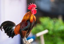 Почему петух громко кукарекает и как заставить его вести себя потише?