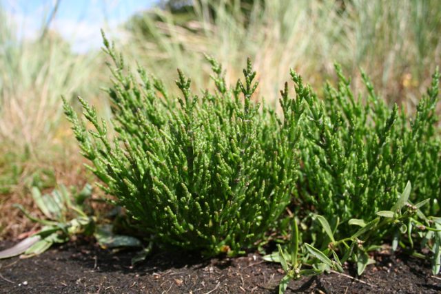 Солерос (Salicornia europaea) иногда называют "спаржей для бедняков". Солерос (Salicornia europaea) иногда называют "спаржей для бедняков".