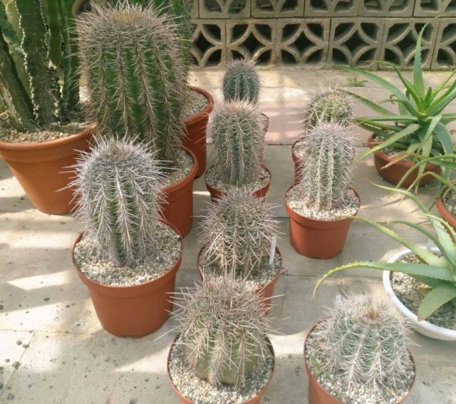 Сагуаро (Carnegiea gigantea) - это знаковое растение американского Запада, не раз выручавшее ковбоев. Сагуаро (Carnegiea gigantea) - это знаковое растение американского Запада, не раз выручавшее ковбоев.