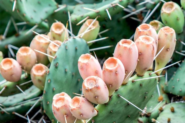 Опунция индийская (Opuntia ficus-indica) также известна, как индийский инжир или кактусовая груша. Независимо от названия, это один из самых вкусных суккулентов. Опунция индийская (Opuntia ficus-indica) также известна, как индийский инжир или кактусовая груша. Независимо от названия, это один из самых вкусных суккулентов.
