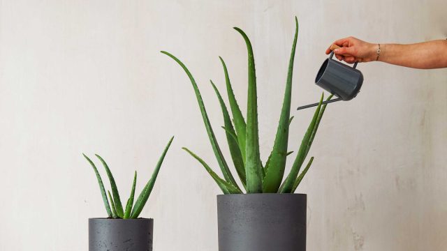 Все мы знакомы с алоэ вера (Aloe barbadensis) и его репутацией домашнего лекаря. Возможно, вы даже пробовали напитки с добавлением мякоти растения. Все мы знакомы с алоэ вера (Aloe barbadensis) и его репутацией домашнего лекаря. Возможно, вы даже пробовали напитки с добавлением мякоти растения.