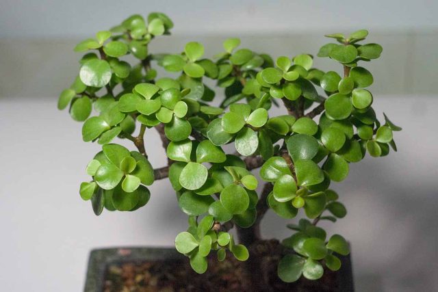 Портулакария афра (Portulacaria afra) напоминает толстянку с зелеными или пестрыми листьями, но она несколько более прихотлива в уходе. Портулакария афра (Portulacaria afra) напоминает толстянку с зелеными или пестрыми листьями, но она несколько более прихотлива в уходе.