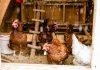 Теплая подстилка в курятнике: как помочь курицам не замерзнуть зимой.