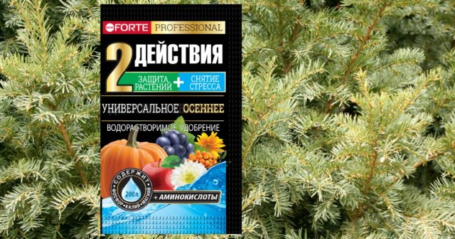 Начиная с августа, 2-3 раза под корень вносится водорастворимое удобрение Универсальное осеннее с аминокислотами Bona Forte – это эффективное средство повышения зимостойкости и общей стрессоустойчивости.
