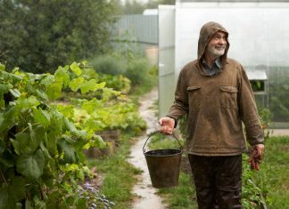 Три опасности для сада в августе — не дайте огороду погибнуть.