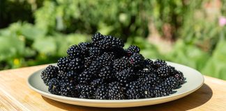 Уход за ежевикой после сбора урожая — что нельзя упустить.