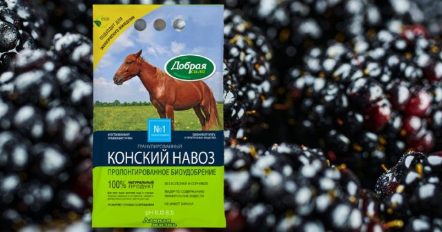 Сразу после плодоношения (или в период уборки последних ягод) в приствольный круг закладывается Конский навоз Добрая сила. Сразу после плодоношения (или в период уборки последних ягод) в приствольный круг закладывается Конский навоз Добрая сила.