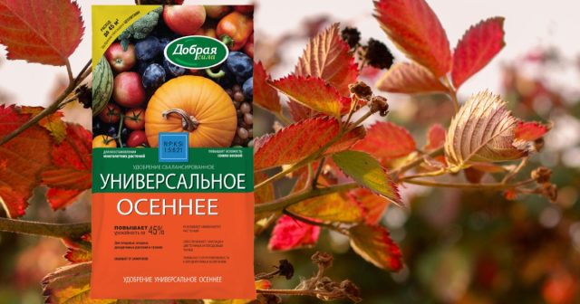 Для быстрого восстановления ежевики можно использовать пролонгированное удобрение Универсальное Лето-Осень Добрая сила. Для быстрого восстановления ежевики можно использовать пролонгированное удобрение Универсальное Лето-Осень Добрая сила.