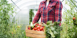 Как продлить урожайный сезон? 11 хитростей, чтобы овощи радовали всю осень