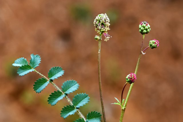 Несмотря на кажущуюся простоту, кровохлебка салатная (Sanguisorba minor) станет прекрасным украшением сада. Как подсказывает название, кровохлебка салатная идеально подходит для добавления в салаты. Несмотря на кажущуюся простоту, кровохлебка салатная (Sanguisorba minor) станет прекрасным украшением сада. Как подсказывает название, кровохлебка салатная идеально подходит для добавления в салаты.