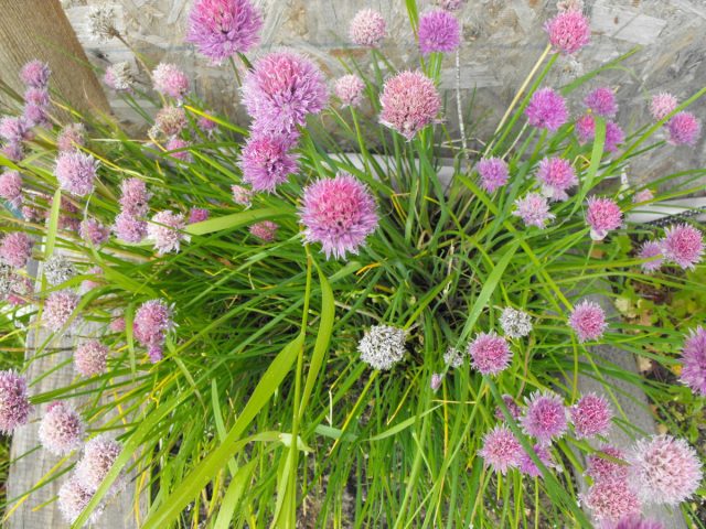 Шнитт-лук (Allium schoenoprasum) имеет длинные, тонкими листьями и полу-шаровидные соцветия розового или фиолетового цвета. Шнитт-лук (Allium schoenoprasum) имеет длинные, тонкими листьями и полу-шаровидные соцветия розового или фиолетового цвета.