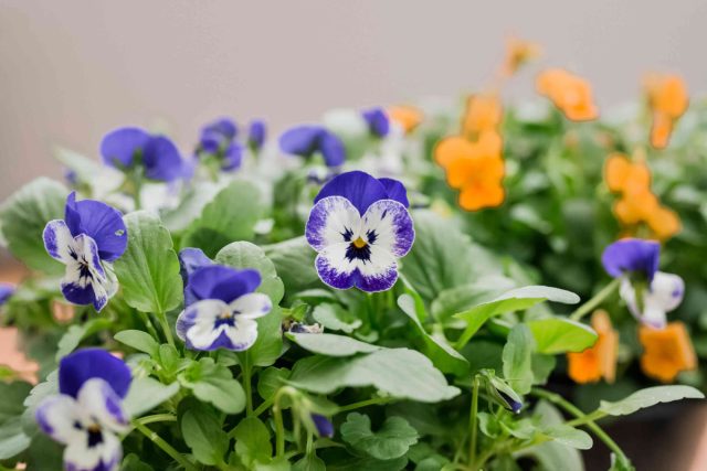 Виола (Viola), пленяющая очаровательными цветками, кажется исключительно декоративным растением, однако нежные, ароматные лепестки фиалок съедобны. Виола (Viola), пленяющая очаровательными цветками, кажется исключительно декоративным растением, однако нежные, ароматные лепестки фиалок съедобны.
