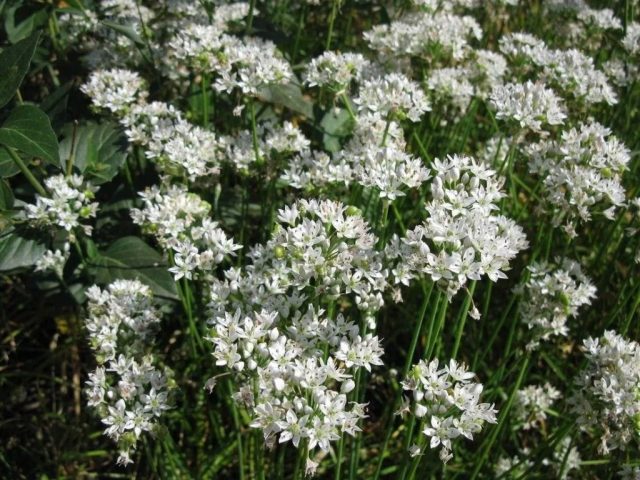 Чесночный лук (Allium ramоsum) очаровывает садоводов своими тонкими листьями, похожими на злаковую траву, и нежными белыми цветками, собранными в соцветия. Чесночный лук (Allium ramоsum) очаровывает садоводов своими тонкими листьями, похожими на злаковую траву, и нежными белыми цветками, собранными в соцветия.