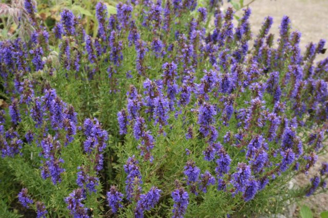 Иссоп (Hyssopus officinalis) обладает сладким запахом и теплым, слегка горьковатым вкусом. Иссоп (Hyssopus officinalis) обладает сладким запахом и теплым, слегка горьковатым вкусом.