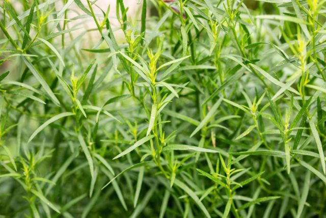 Эстрагон (Artemisia dracunculus), занимающий почетное место во французской кухне, заслуживает большего внимания. Эстрагон (Artemisia dracunculus), занимающий почетное место во французской кухне, заслуживает большего внимания.