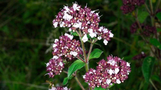 Душица (Origanum) знакома всем как лекарственное растение, а в Европе она больше известна как орегано - приправа для итальянской пиццы. Душица (Origanum) знакома всем как лекарственное растение, а в Европе она больше известна как орегано - приправа для итальянской пиццы.