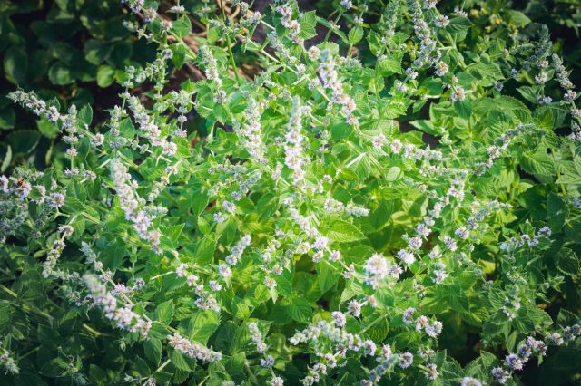 Мелисса (Melissae officinalis) идеально подходит для придания тонкого цитрусового оттенка свежим салатам и рыбным блюдам, а также, как и многие другие травы из этого списка. Мелисса (Melissae officinalis) идеально подходит для придания тонкого цитрусового оттенка свежим салатам и рыбным блюдам, а также, как и многие другие травы из этого списка.