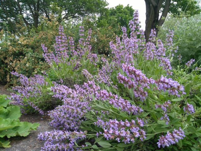 Шалфей лекарственный (Salvia officinalis) отличается мягкой и пушистой текстурой. Шалфей традиционно используется в качестве ароматной приправы для приготовления начинок для птицы или блюд из свинины. Шалфей лекарственный (Salvia officinalis) отличается мягкой и пушистой текстурой. Шалфей традиционно используется в качестве ароматной приправы для приготовления начинок для птицы или блюд из свинины.