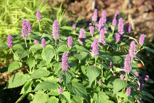 Лофант анисовый (Lophanthus anisatus) также входит в их число, однако его вкус его далёк от мятного. Лофант анисовый (Lophanthus anisatus) также входит в их число, однако его вкус его далёк от мятного.