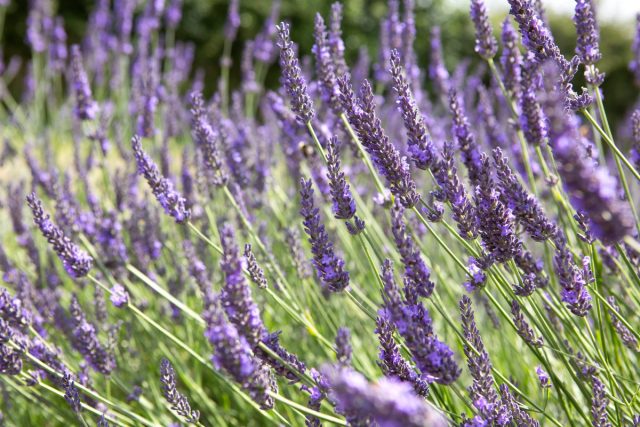 Лаванду (Lavandula) можно высушить и использовать для саше, которые раскладывают в комодах и платяных шкафов. Лаванду (Lavandula) можно высушить и использовать для саше, которые раскладывают в комодах и платяных шкафов.
