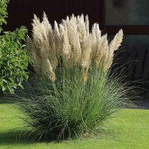 Кортадерия «Вайт Плам» ('White Plume'). Кортадерия «Вайт Плам» ('White Plume').
