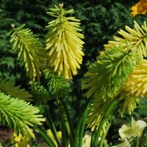 Книпхофия «Бииз Лемон» ('Bees Lemon'). Книпхофия «Бииз Лемон» ('Bees Lemon').