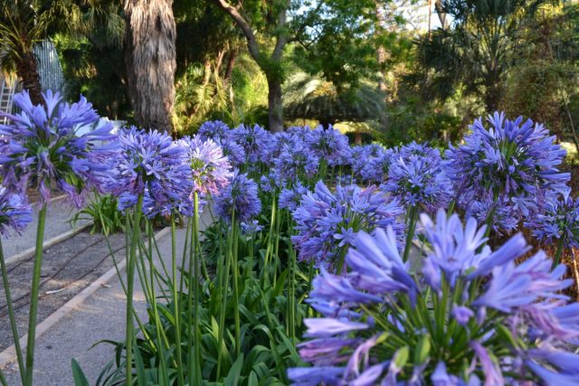 Самый распространенный в культуре – агапантус африканский (Agapanthus africanus), также встречаются агапантус колокольчатый, закрытый, зонтичный и восточный. Самый распространенный в культуре – агапантус африканский (Agapanthus africanus), также встречаются агапантус колокольчатый, закрытый, зонтичный и восточный.