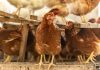 Автономный курятник, или Как тратить на кур не больше 10 минут в день